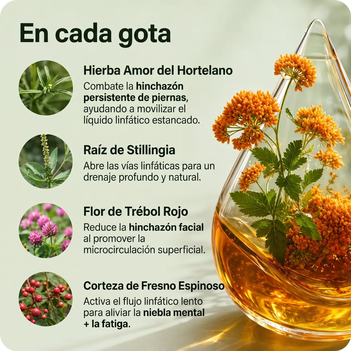 En cada gota: amor de hortelano, raíz de stillingia, flor de trébol rojo y corteza de fresno espinoso