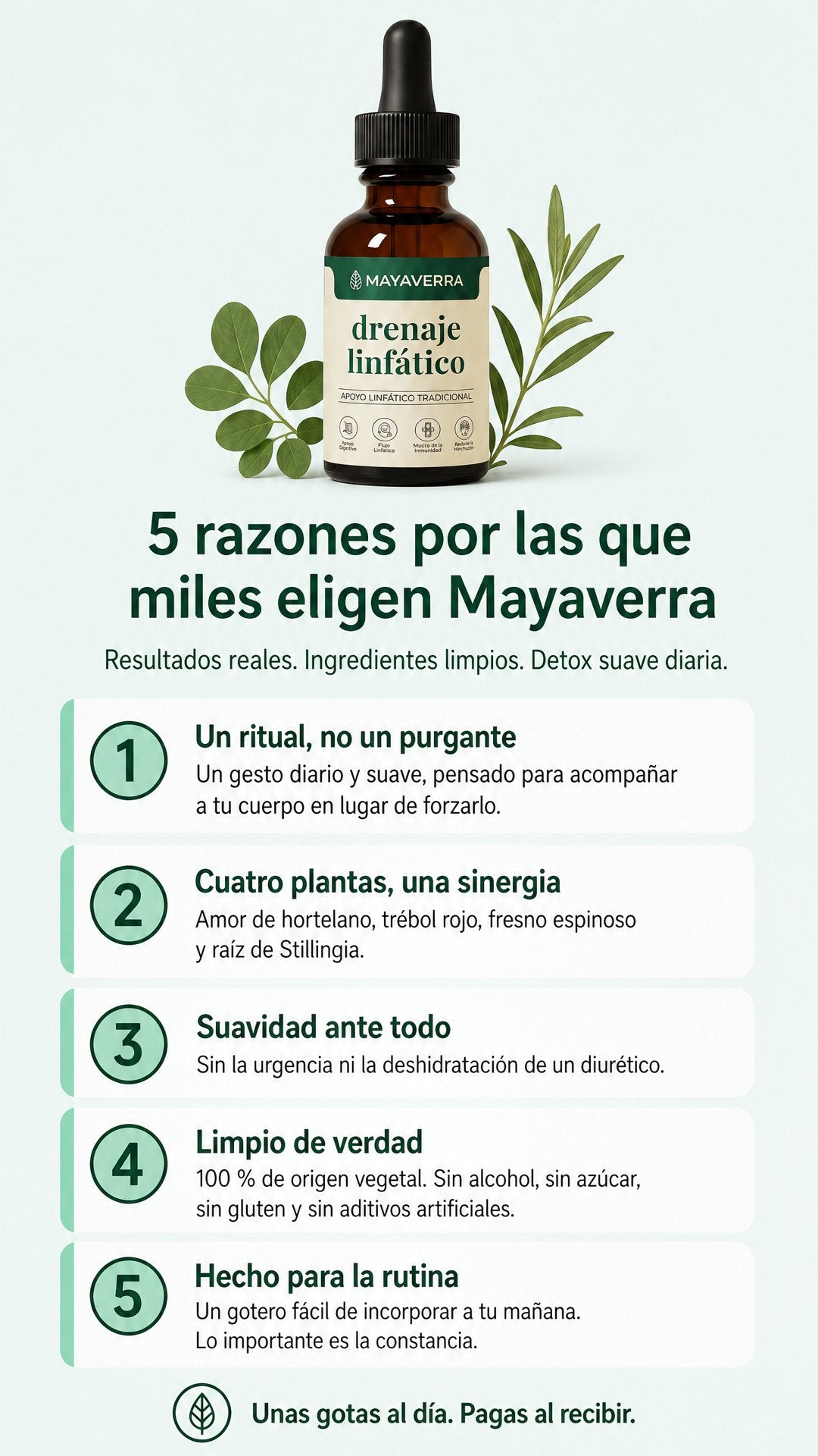 5 razones por las que miles eligen Mayaverra: un ritual no un purgante, cuatro plantas una sinergia, suavidad ante todo, limpio de verdad, hecho para la rutina