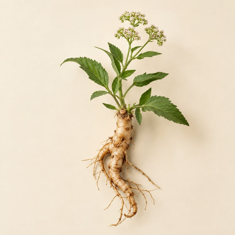 Raíz de stillingia (Stillingia sylvatica), planta de la fórmula VittaNatura